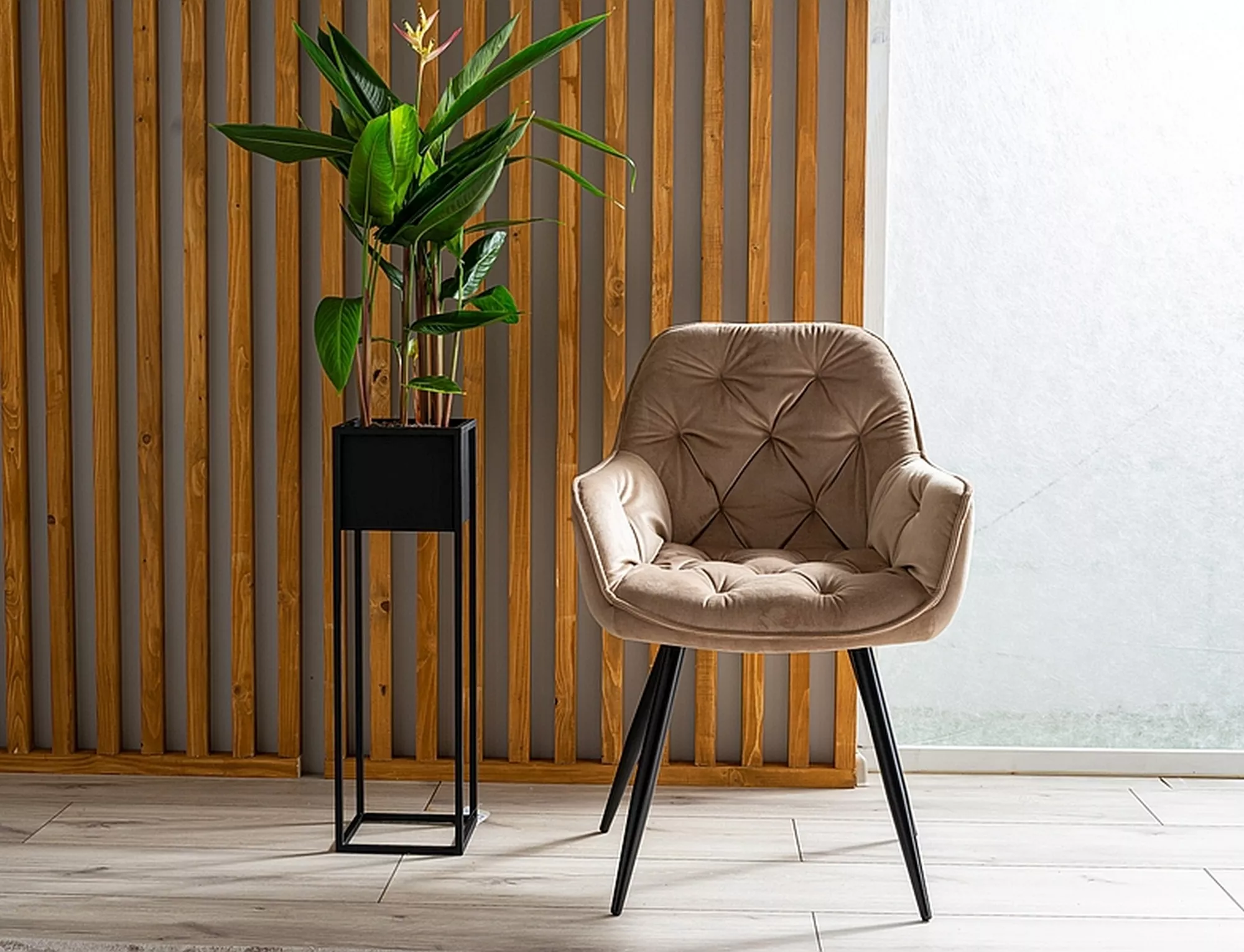 Krzesło cherry velvet czarny stelaż/beż bluvel 28